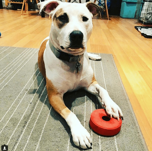 SP Life Ring Durable Rubber Chew Toy & Treat Dispenser - Large - Red