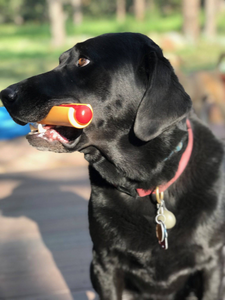 SP Hot Dog Ultra Durable Nylon Dog Chew Toy for Aggressive Chewers - Yellow/Red