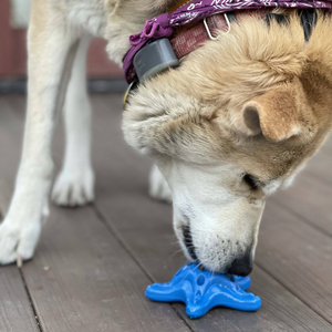 Starfish Ultra Durable Nylon Dog Chew Toy for Aggressive Chewers