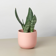 U-shape Pot - 5.5" Pot