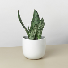 U-shape Pot - 5.5" Pot