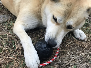 USA-K9 Magnum Skull Durable Rubber Chew Toy, Treat Dispenser, Reward Toy, Tug Toy, and Retrieving Toy - Black Magnum