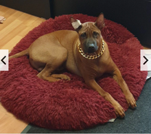 Gold Look chain and jewelry for your Dog